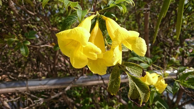 Free Nature Flora photo and picture