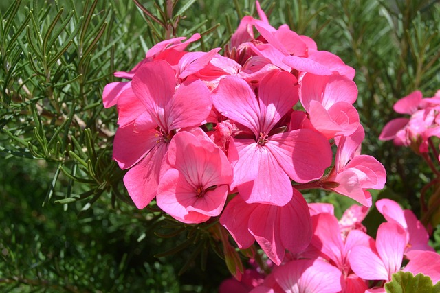 Free Flower Beautiful Flowers photo and picture
