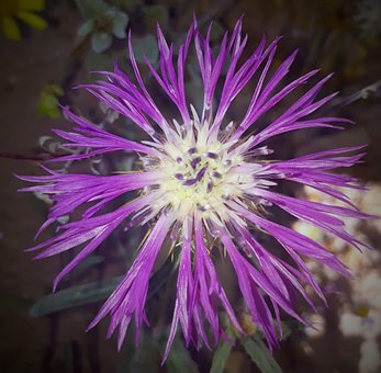 Blomst, Natur, Plante, Sommer
