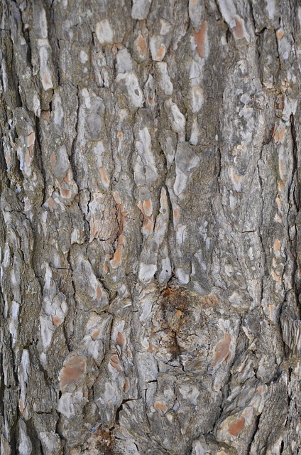 Free Cortex Tree photo and picture