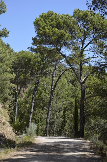 Free Tree Wood photo and picture