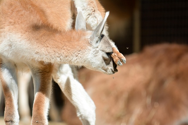 Free Animal Nature photo and picture