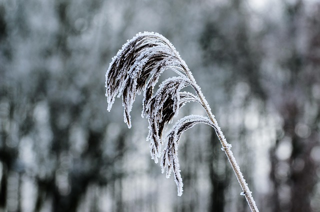 Frost, Vinter, Natur, Sne, Kold
