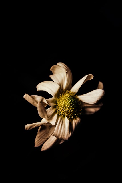 Free Flower Nature photo and picture