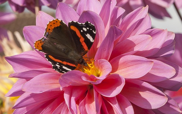 Sommerfugl, Dahlia Blomst, Tæt Op