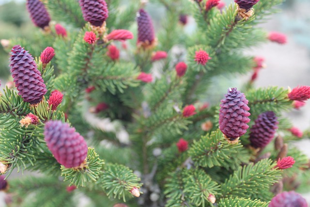 Free Needle Pine photo and picture