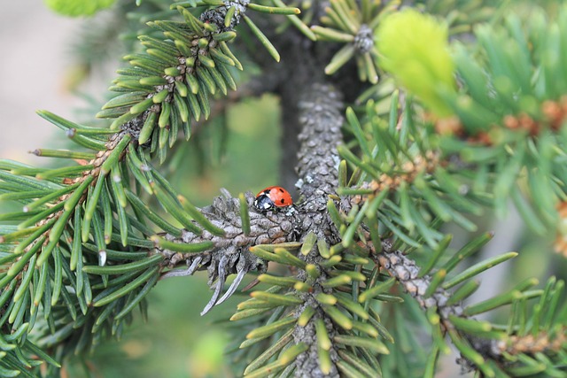 Free Tree Needle photo and picture