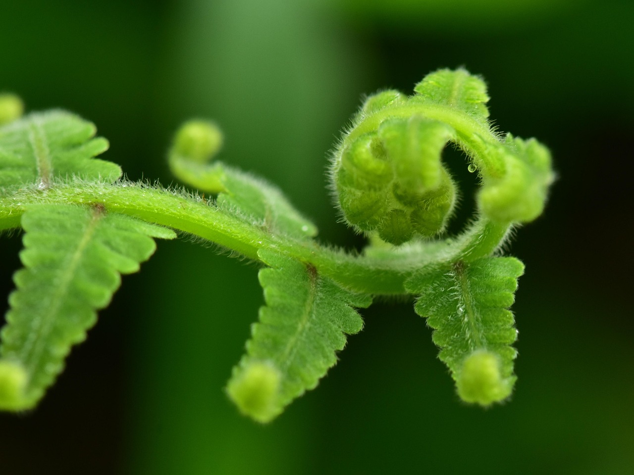 Farn Wedel Blatt - Kostenloses Foto auf Pixabay