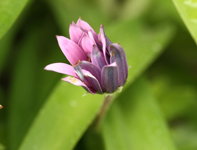 Free Nature Flower Wallpaper photo and picture