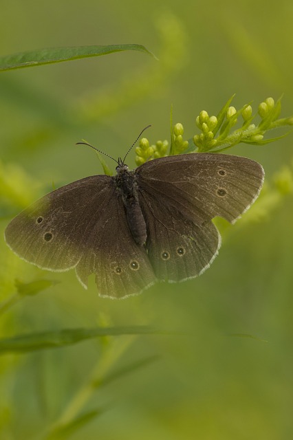 Schmetterling, Natur, Insekt, Flügel