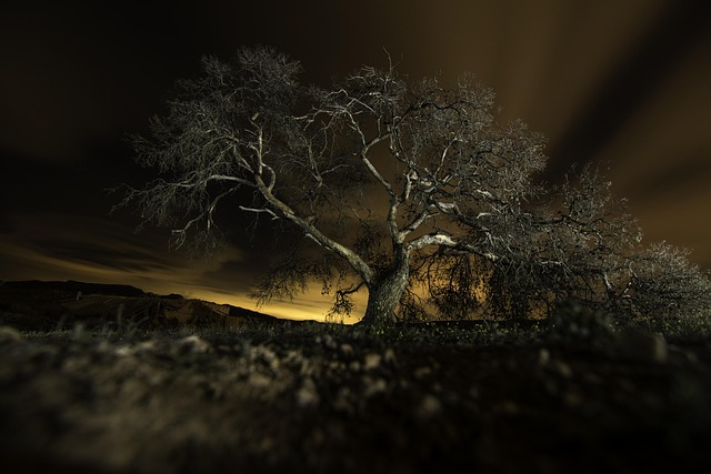 Free Nature Tree photo and picture