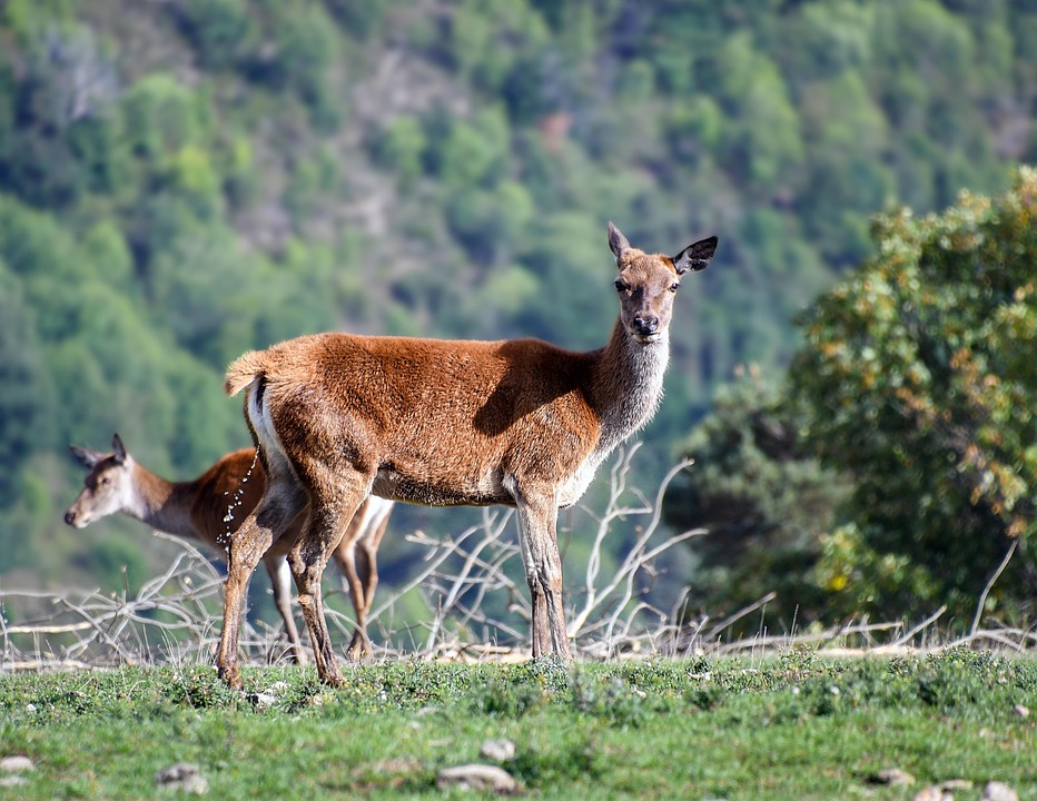Biche Animal Nature Photo Gratuite Sur Pixabay