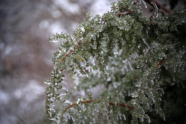 Free Tree Winter photo and picture