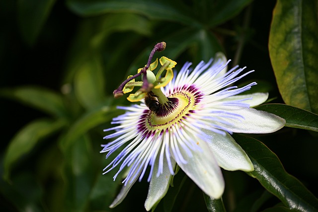 Free Nature Flower Background photo and picture