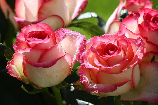 Free Rose Flower photo and picture