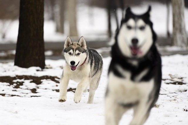 Free Dog Canine photo and picture