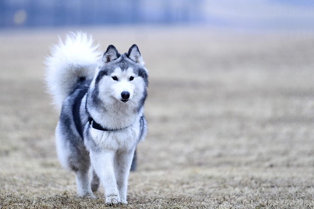 Free Dog Animal photo and picture