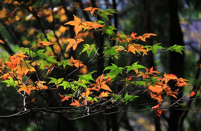 Blade, Fall, Natur, Træ, Sæson, Maple