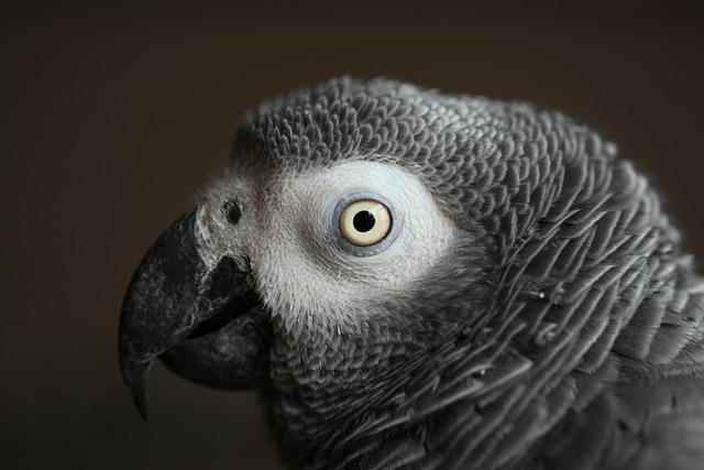 Free Bird Wildlife photo and picture