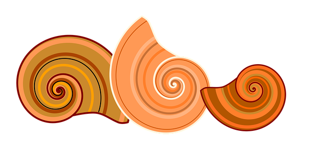 Free shell rotated spiral illustration
