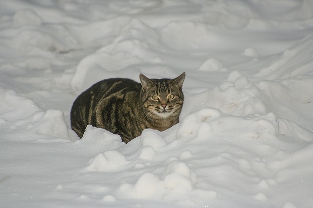 Kat, Vinter, Sne, Kold