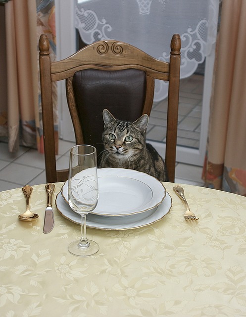 Invitation Til Middag, Kat, Bord, Stol