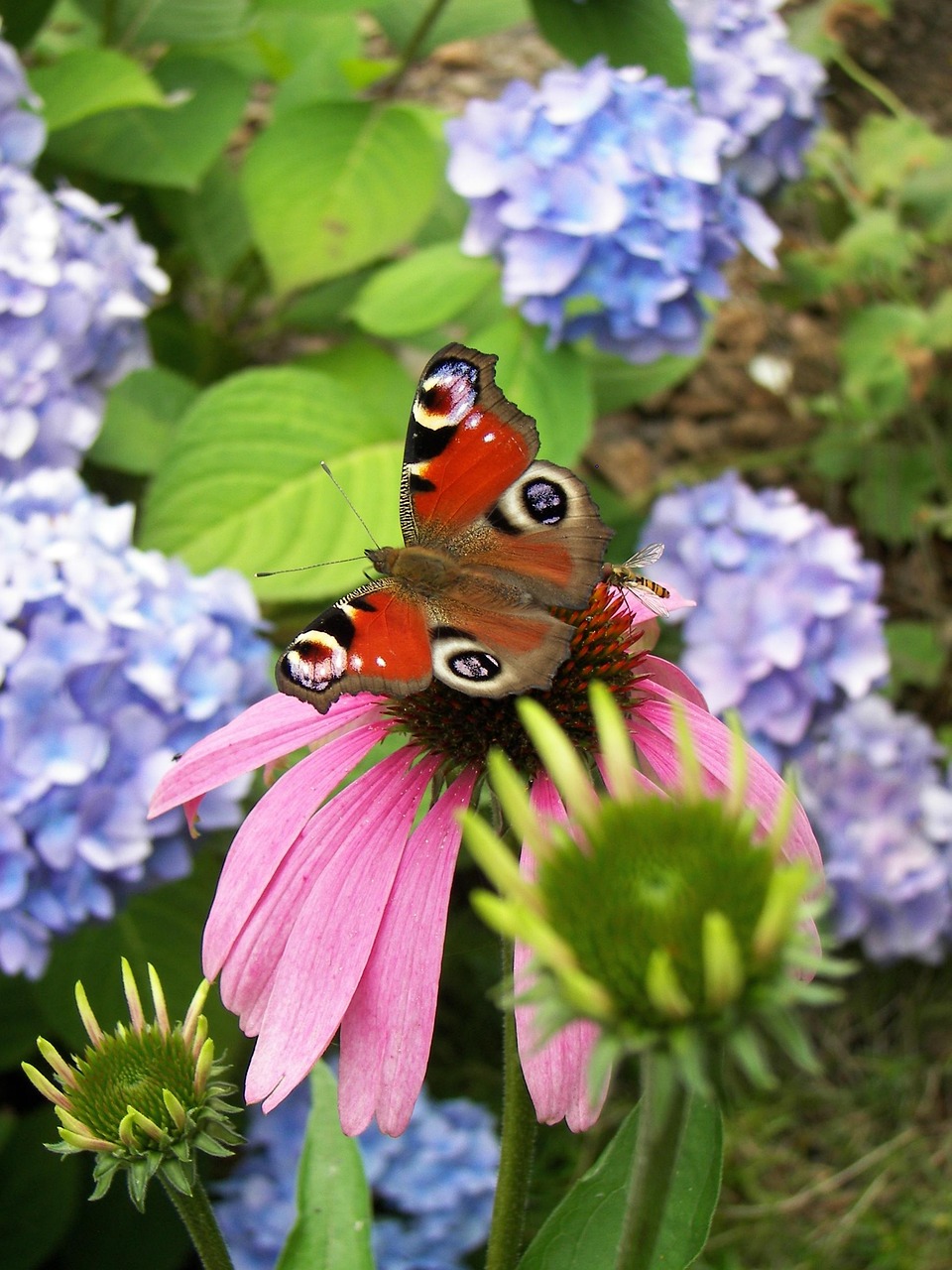 Sitemapcdatahttpsfinkedriinfophoto De Profil Nature Fleurnull