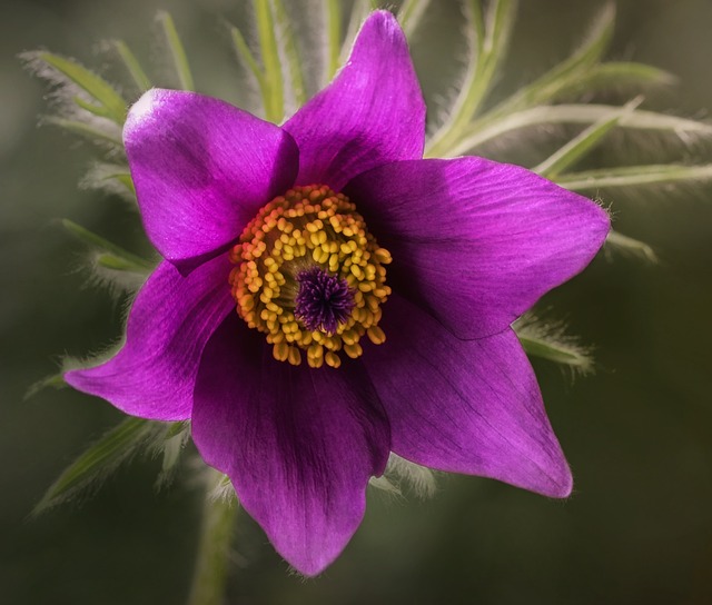 Free Nature Flower Background photo and picture