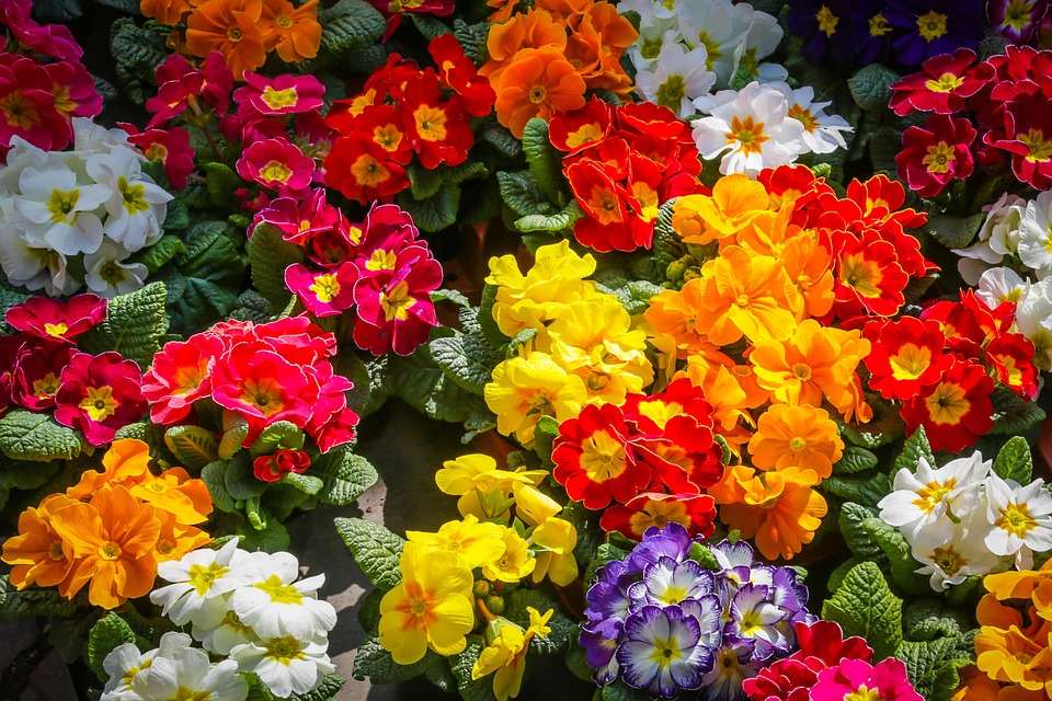 Primel Blume Primel Primula - Kostenloses Foto auf Pixabay - Pixabay