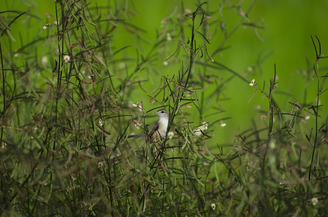 Natur, Vogel, Baum, Draußen, Blatt