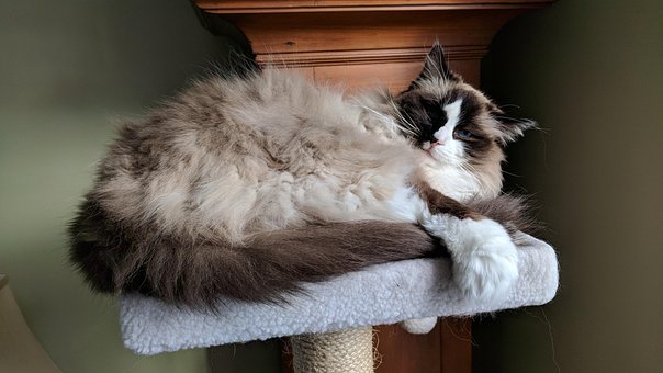 Free Fur Cute photo and picture