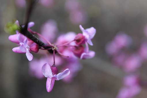 Free Red-Bud Pink photo and picture