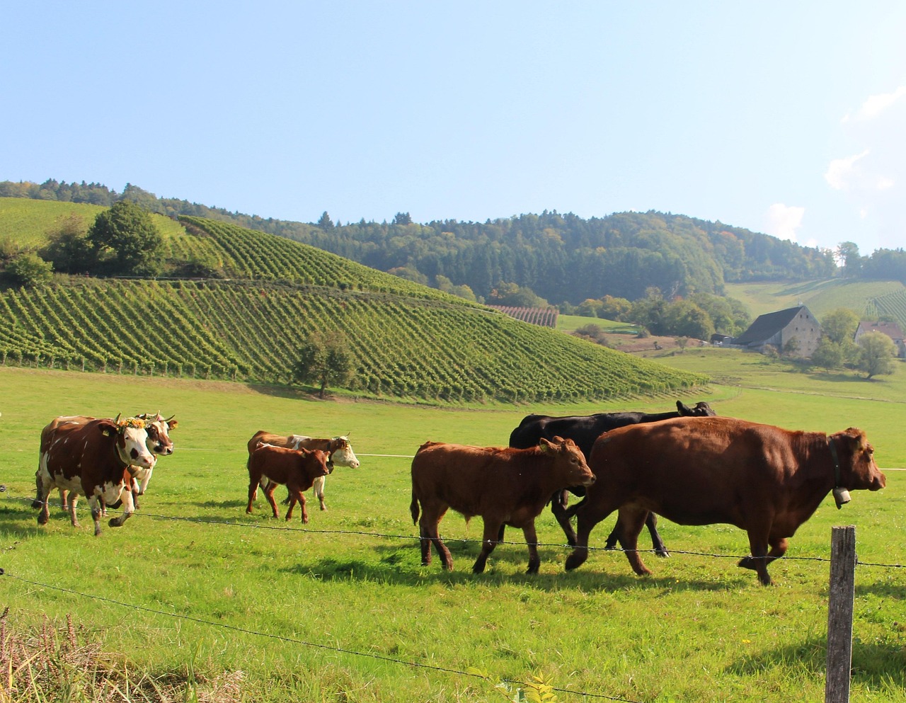 Cow - free online jigsaw puzzle photo
