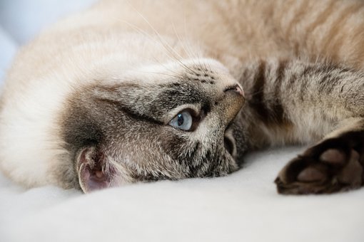 Mamífero, Animal, Gato, Bonitinho