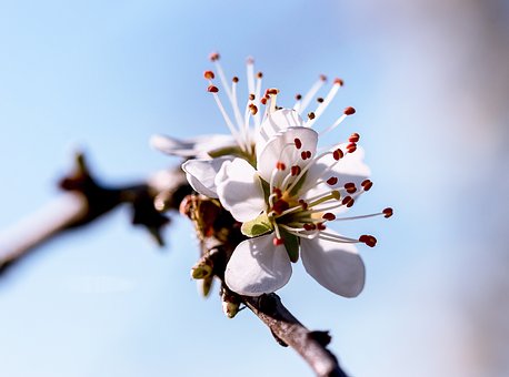 Free Flower Tree photo and picture