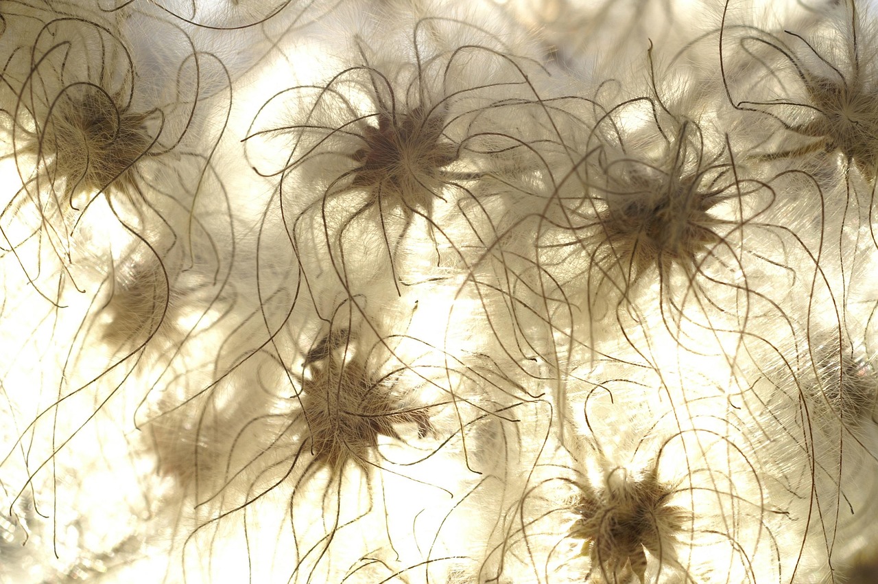Seeds - free online jigsaw puzzle photo