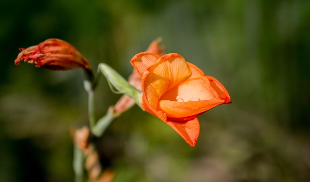 Free Flower Nature photo and picture