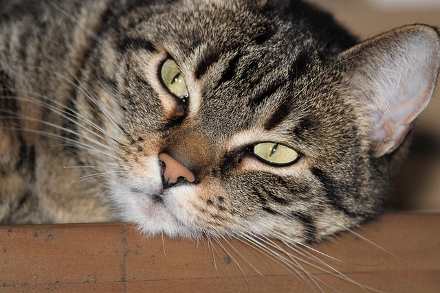 Free Cat Animal photo and picture