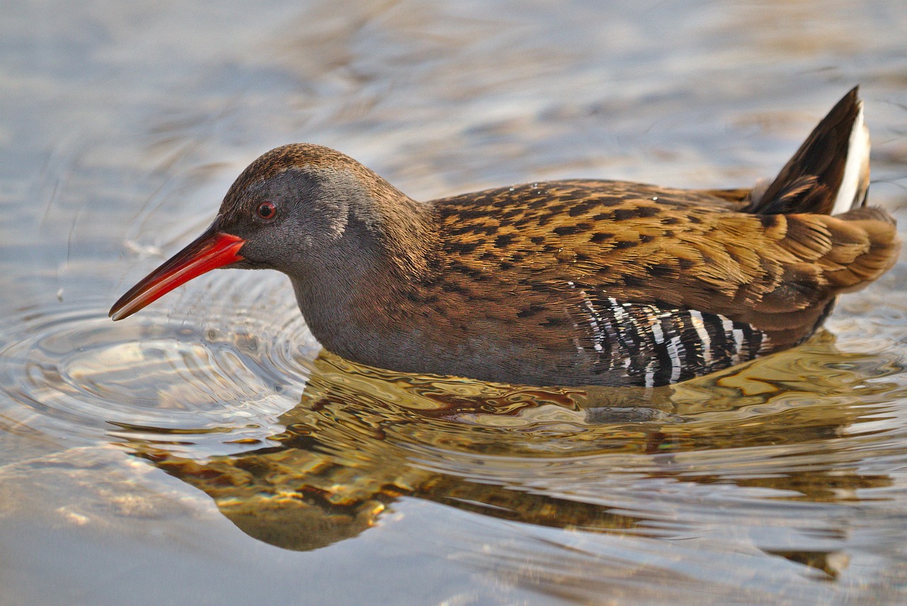Oiseau Faune La Nature Le Râle - Photo gratuite sur Pixabay - Pixabay
