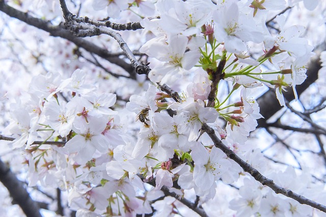 Free Branch Cherry Wood photo and picture