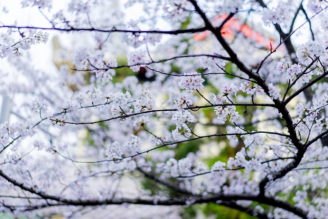 Free Tree Season photo and picture