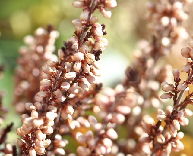 Natureza, Plantar, Flor, Fundo Flor