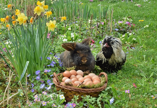 Free Easter Easter Bunny photo and picture