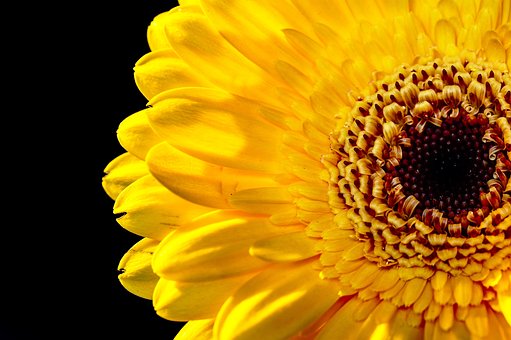 Free Nature Flower photo and picture
