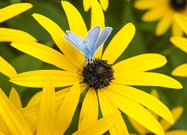 Sommerfugl, Blå, Gul Blomst, Sommer