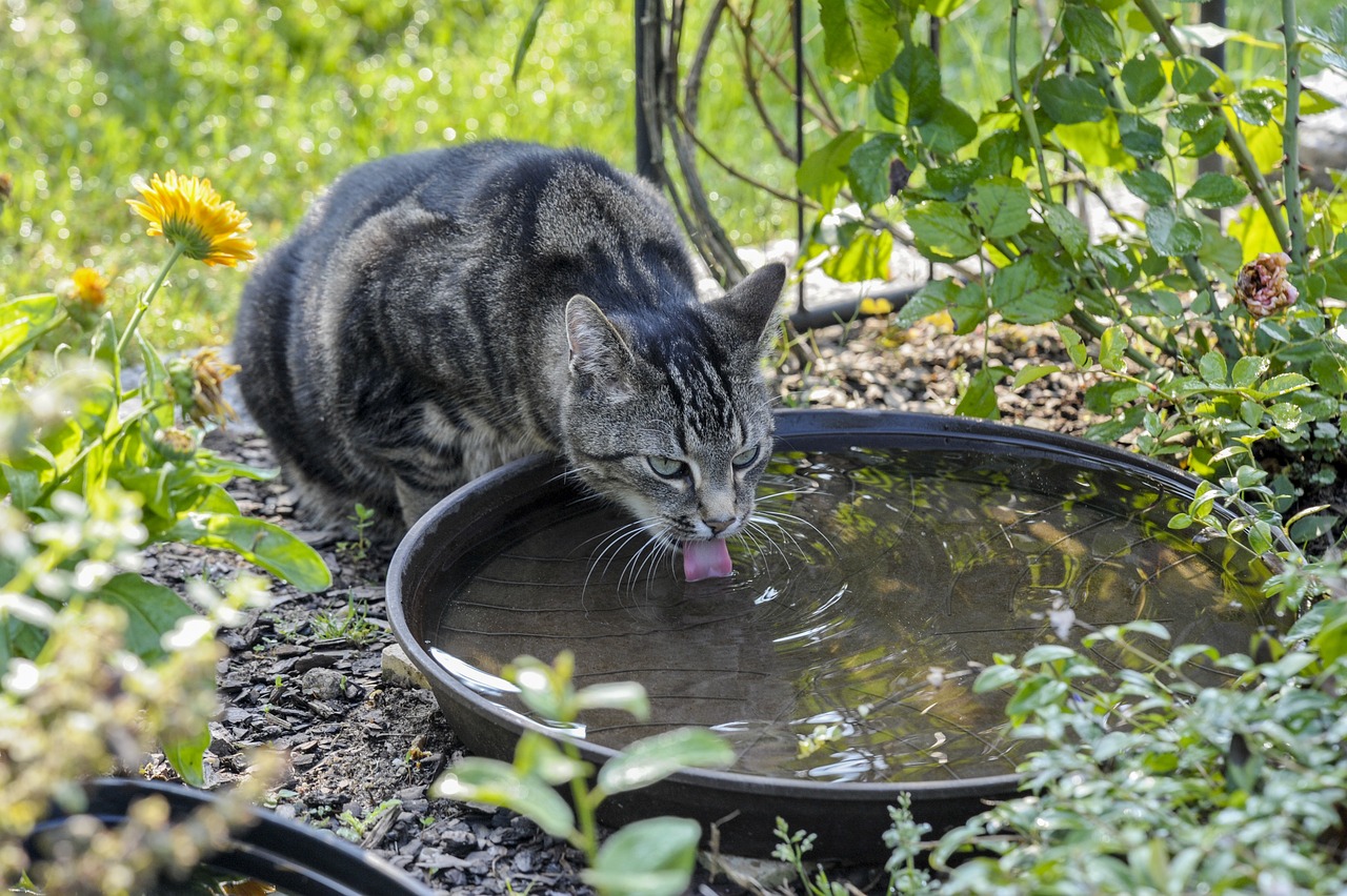 Free Cat Drinking Water photo and picture
