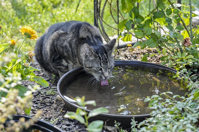 Kat, Drikker Vand, Natur, Kæledyr, Dyr