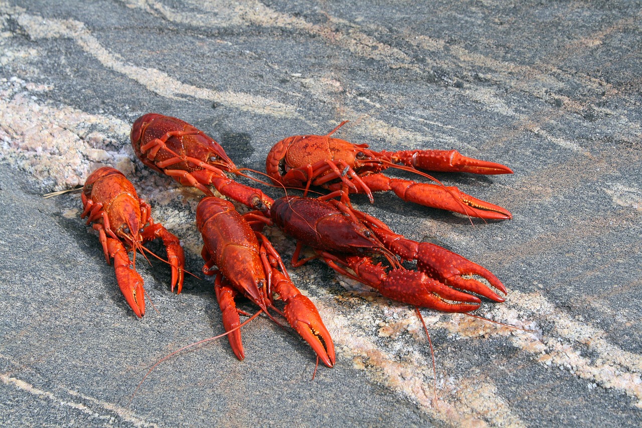 Crustacean Cooked Red - Free photo on Pixabay