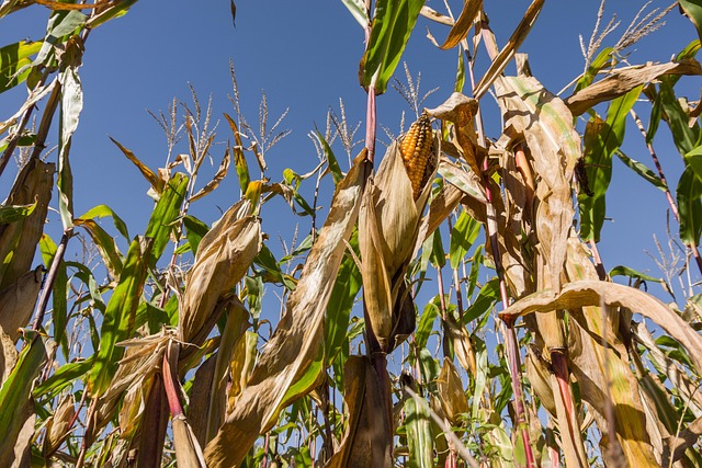 Landwirtschaft, Lebensmittel, Pflanze