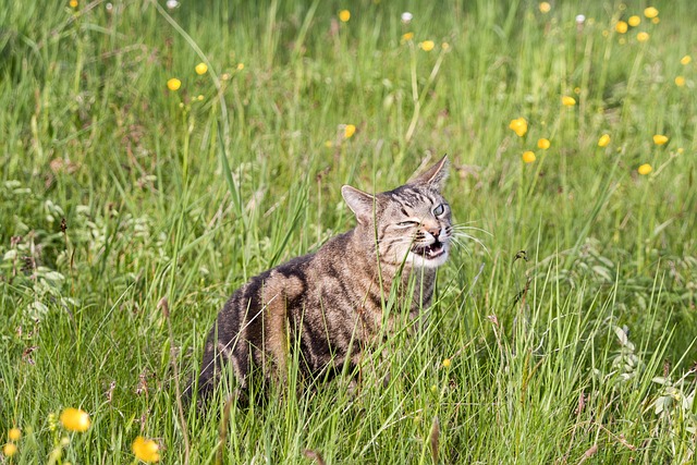 Kat, Kæledyr, Græs, Måltid, Natur, Dyr